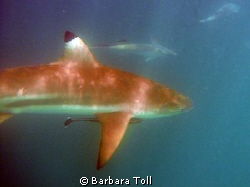 Blacktip shark by Barbara Toll 